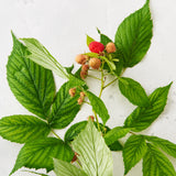 Substance Tea - Mom to be