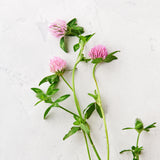 Substance - Baby Creme